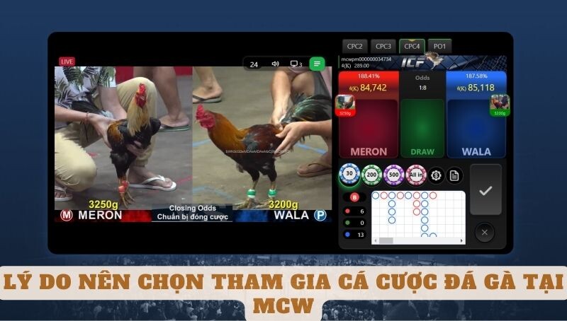 Lý Do Nên Chọn Tham Gia Cá Cược Đá Gà Tại MCW